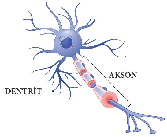 Bir sinir hücresinin (nöron) yapısı.